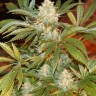 купить семена конопли для курения White Rhino feminised