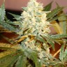 купить семена конопли медицинской White Rhino feminised