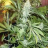 семена конопли для посадки купить White Rhino feminised