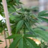 Семена конопли Sour Mango feminised Ganja Seeds