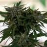 Семена марихуаны Sour Mango feminised Ganja Seeds