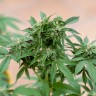 Семена каннабиса Sour Mango feminised Ganja Seeds