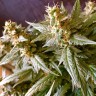 Семена конопли Auto Jack feminised GanjaLiveSeeds