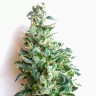 Семена каннабиса Auto Jack feminised GanjaLiveSeeds
