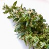 Семена марихуаны Auto Jack feminised GanjaLiveSeeds