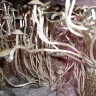 купить взвесь псилоцибиновых грибов Panaeolus Cambodginiensis в Украине