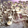 купить отпечатки псилоцибиновых грибов Panaeolus Cambodginiensis недорого