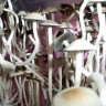 купить споры псилоцибиновых грибов Panaeolus Cambodginiensis в оригинальных упаковках