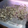 купить качественные отпечатки псилоцибиновых грибов Panaeolus Cambodginiensis
