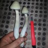 купить качественные споры псилоцибиновых грибов Panaeolus Cambodginiensis