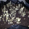 купить оттиск псилоцибиновых грибов Panaeolus Cambodginiensis в фирменной упаковке