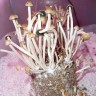 заказ споры псилоцибиновых грибов Panaeolus Cambodginiensis