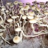 заказать качественную взвесь псилоцибиновых грибов Panaeolus Cambodginiensis