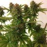 купить семена конопли феминизированные Auto Mass feminised