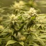 Купить семена конопли Auto Fruit feminised GanjaLiveSeeds
