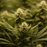 Заказать семена марихуаны Auto Fruit feminised GanjaLiveSeeds