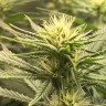 Заказать семена конопли Auto Fruit feminised GanjaLiveSeeds