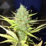 купить семена конопли Auto Diesel Ryder feminised