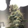 купить урожайные семена конопли Auto Diesel Ryder feminised