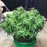купить семена конопли феминизированные Auto Diesel Ryder feminised