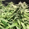 купить семена сортовой конопли Auto Diesel Ryder feminised