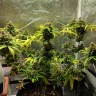 заказать качественные семена конопли Black Domina feminised Ganja Seeds