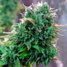 Семена конопли Tangerine feminised Ganja Seeds
