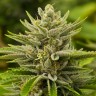 Семена марихуаны Tangerine feminised Ganja Seeds