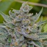 Качественные семена конопли Tangerine feminised Ganja Seeds