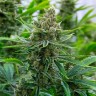 Семена марихуаны Tangerine feminised Ganja Seeds