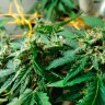 Семена конопли Auto LSD feminised Ganja Seeds