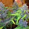 Семена каннабиса Auto LSD feminised Ganja Seeds
