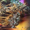 Семена марихуаны Think Fast feminised Ganja Seeds