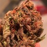 семена конопли наложенным Auto Bruce Banner feminised Ganja Seeds