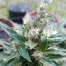 семена конопли почтой Auto Afghani №1 feminised Ganja Live Seeds