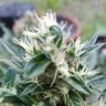 заказать качественные семена конопли Auto Afghani №1 feminised Ganja Live Seeds