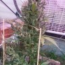 заказать на сайте семена конопли Auto Afghani №1 feminised Ganja Live Seeds