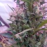 где можно заказать семена конопли Auto Afghani №1 feminised Ganja Live Seeds
