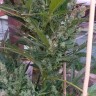 семена конопли наложенным платежом Auto Afghani №1 feminised Ganja Live Seeds