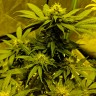 Качественные семена конопли Auto White Widow CBD feminised Ganja Seeds