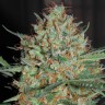 Семена конопли Auto White Widow CBD feminised Ganja Seeds