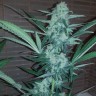Семена марихуаны Auto Exodus Cheese CBD feminised Ganja Seeds