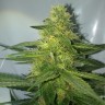 семена индийской конопли Auto AK-47 feminised Ganja Live Seeds