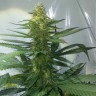семена конопли Украина Auto AK-47 feminised Ganja Live Seeds
