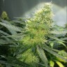 заказ семян конопли Киев Auto AK-47 feminised Ganja Live Seeds