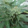 Медицинские сорта конопли White Gum feminised Ganja Seeds