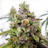 семена конопли отзывы Auto Dos-Si-Dos feminised Ganja Seeds