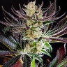 интернет магазин семян конопли Auto Dos-Si-Dos feminised Ganja Seeds