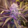 Семена конопли оптом White Lavender feminised Ganja Seeds