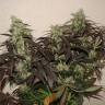 Недорогие семена конопли White Lavender feminised Ganja Seeds